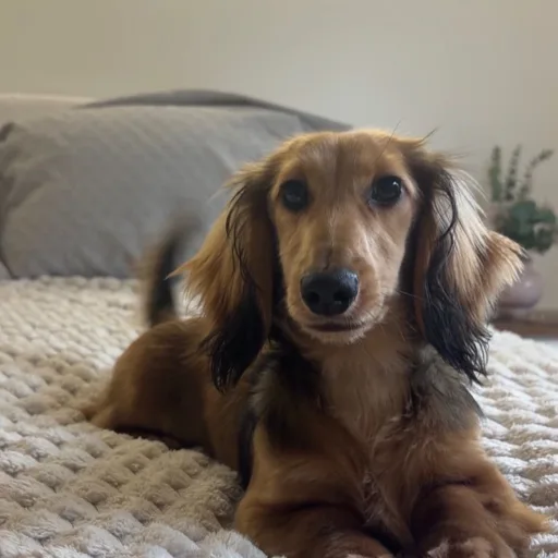 Elle