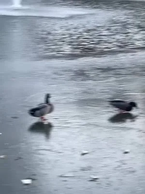 La patinoire aux canards 🦆⛸️❄️ #duck #ice #iceskating #freeze #cold
