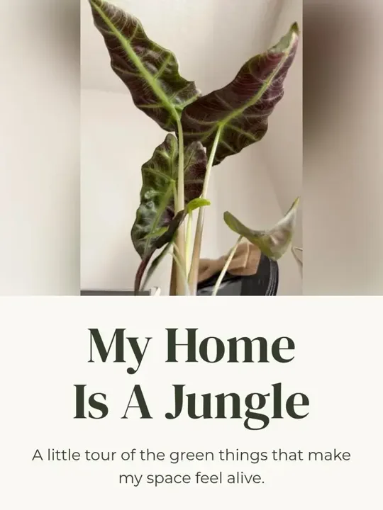 I love my plants 🪴 which is your favorite?#plantsoftiktok #home #homed