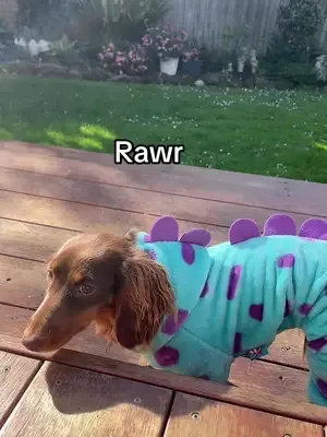 Jurassic Bark is officially open. 🦕 #sausagedog #dog  #dachshund #mini