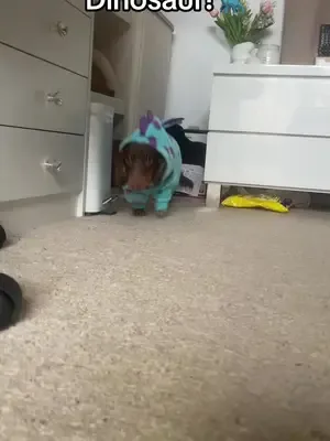Rawr means "where are my treats" in dinosaur 🦖 #dachshund #minidachshu