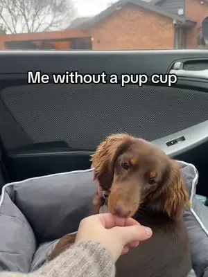 it's a necessity  #sausagedog  #dog #dachshund #dachshundsoftiktok #mi
