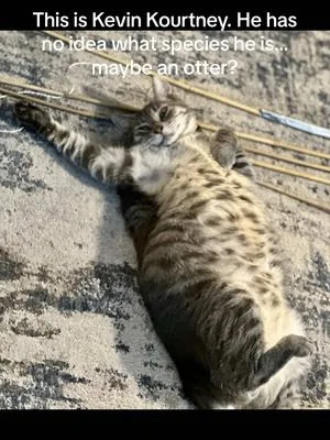 Meet Kevin Kourtney! #CatTok #CatsofTikTok #FunnyCats #FatCat #SleepyC