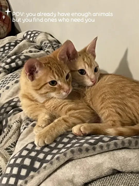 Found these two while driving for food delivery and had to pull over b