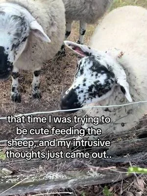 I didn’t mean it 😭 #fyp #foryou #viral #sheep #farm