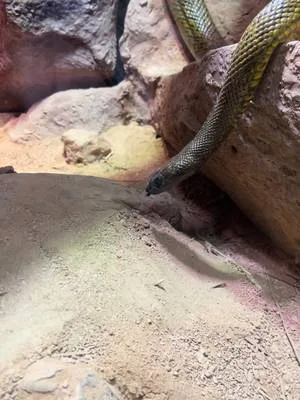 so you’ve been bitten by an inland taipan you say…. #yourefucked #veno