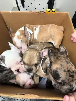 Frenchies of TikTok. #frenchiesoftiktok #vet #fyp #doglover #viral