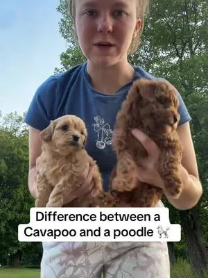 #cavapoo #cavapoopuppy #poodlesoftiktok #poodles