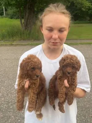 Red toy poodles #toypoodle #toypoodlepuppy #viral #fyp