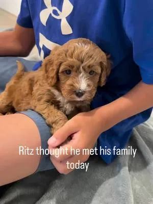 Poor Ritz! He thought today was all about him… but it was actually for