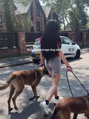 Belgium Malinois Momma 🐕🖤