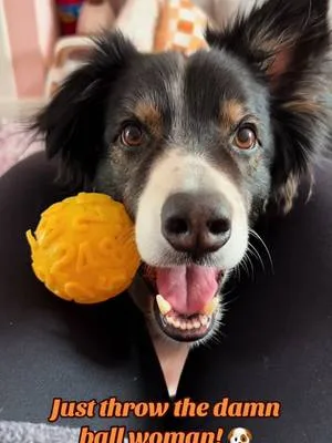 #saybysanctuary #pets #doglovers #dogsofttiktok #petsitteradventures