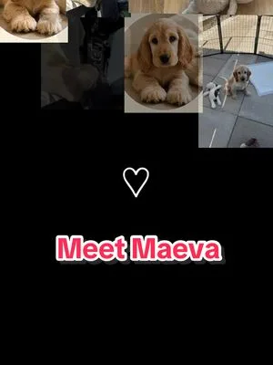 Hi 🐾 I’m Maeva - a show cocker puppy by breed 🐶..Lioness by nature 🦁 #