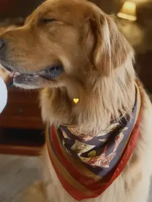 Photogenic pup 🐾                     #dogsoftiktok #fyp #ugc #goldenre