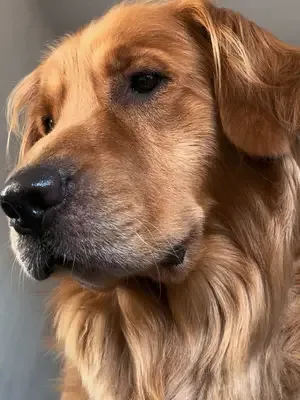 Woof woof 🐾❤️ #dogtok #goldenretriever #fyp #ugc #pettok