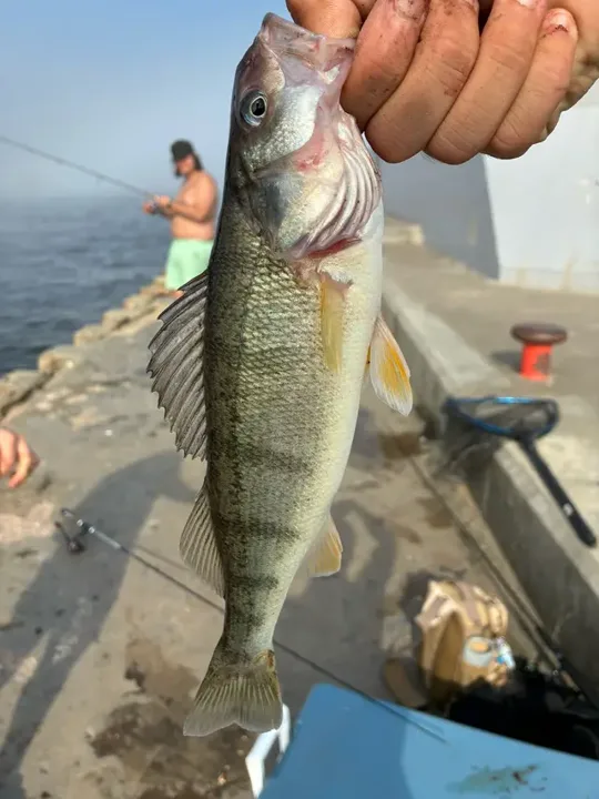 #fishing #fishtok #fishingvideos most of the fish I’ve caught this yea