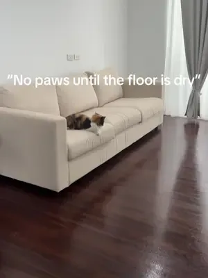 Cat supervisor making sure you dont miss a spot  #catsoftiktok #fyp