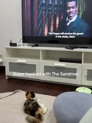 Movie marathon tonight 🍿 #catsoftiktok #thesandman #netflix #persianca