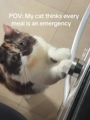 The “hurry up” look on her face and paws  #hungrycat #catsoftiktok #fy
