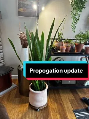 #snakeplant #propogation #roots #houseplants #indoorplant