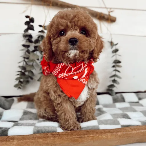 cj.thecavapoo