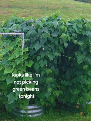 Looks like I'm not picking green bean tonight. #enjoyinglifevibes #pah