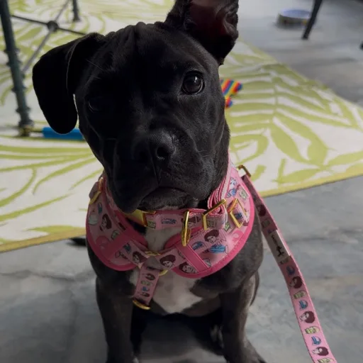 Princess Leia the Pit