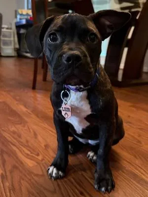 POV: You’re told you’re getting a pit bull… Instead, you get a tiny ro