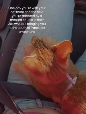 This is your sign to get a cat ✨🐱 #catlover #pinterest #orangecats #gi