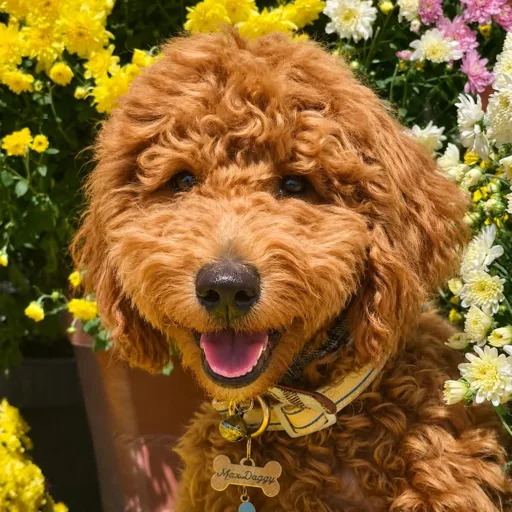 MaxDoggy🧸