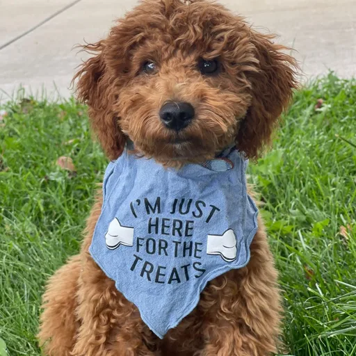 MaxDoggy🧸
