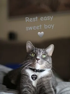 15 years flew by too fast. Monie wasn’t just a cat — he was family. He