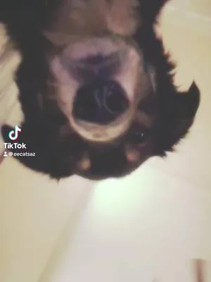 When all else fails, enlist the dog!  #perfectpets #petlover #dogsofti