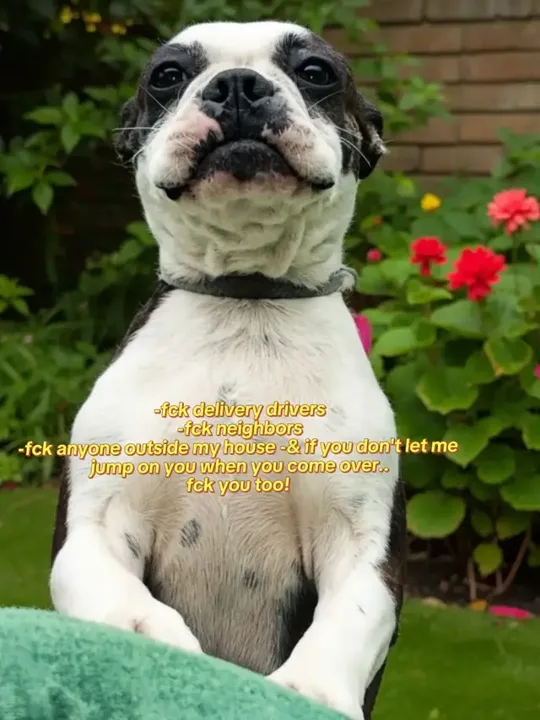 #2pac  #dogsoftiktok  #fyp  #viral #trending