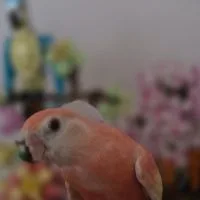 Blush