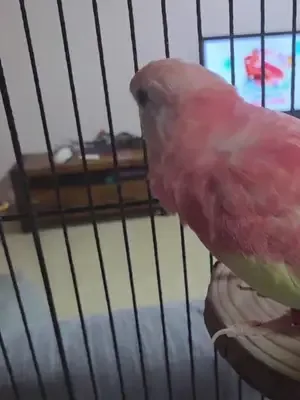 Blush 🌸 | Rosy Bourke's Parakeet Tiny explorer with a big personality.