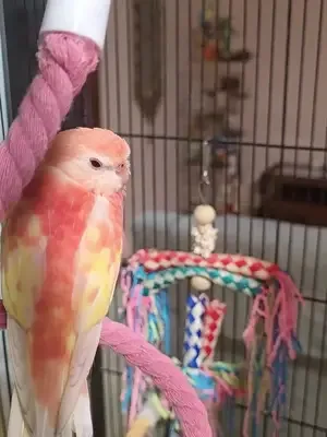☁️ Floating Into Dreamland   #creatorsearchinsights #pinkparakeets #bo