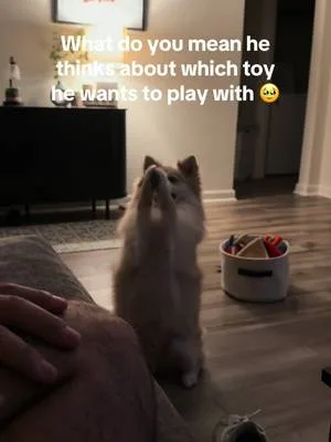 Back with more Loki content. Not sure where he learned to beg like tha