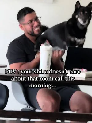 And neither do you 🙃 #dogsoftiktok #shibainu #shibasoftiktok #wfh