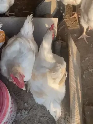 Chrismas chicken is now available in Ibadan and Lagos at affordable pr