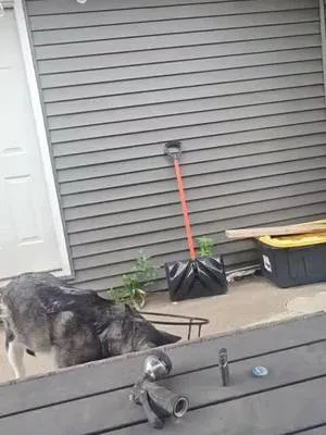 #dogsoftiktok #funnyvideo