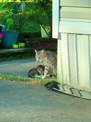 Came home to this sweet little moment 🐈 #cats #kittens