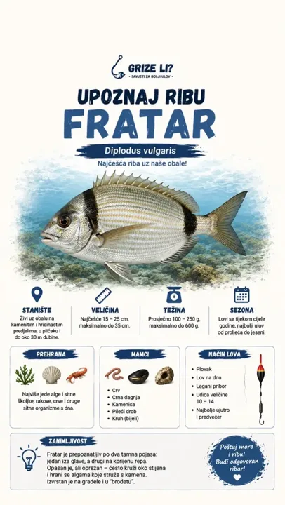 🐟 UPOZNAJ RIBU – FRATAR! Fratar (Diplodus vulgaris) jedna je od prepoz
