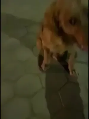 Watch on TikTok