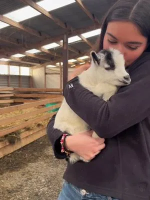 #lifestyle#travel#shelter#iceland #animals