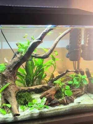 it looks soo good🥹🥹                 #fyp #fish #aquarium #cozy #foryou