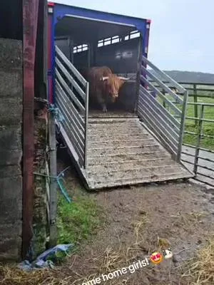 New residents have arrived for our glamping site 🐮 Meet our Highland c