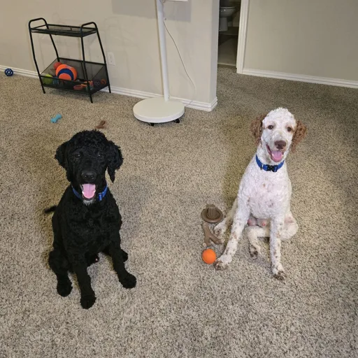 Taco and Oreo