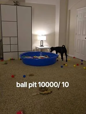playing in the ball pit. #poodle #chewy #poodlesoftiktok