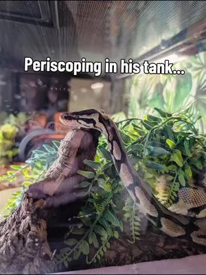 Atlas's first time outside, ever. Supervised, escape-proof area, temp-
